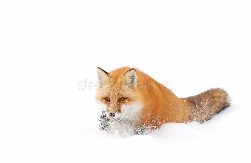 Fox rouge image libre de droits Fox rouge image libre de droits