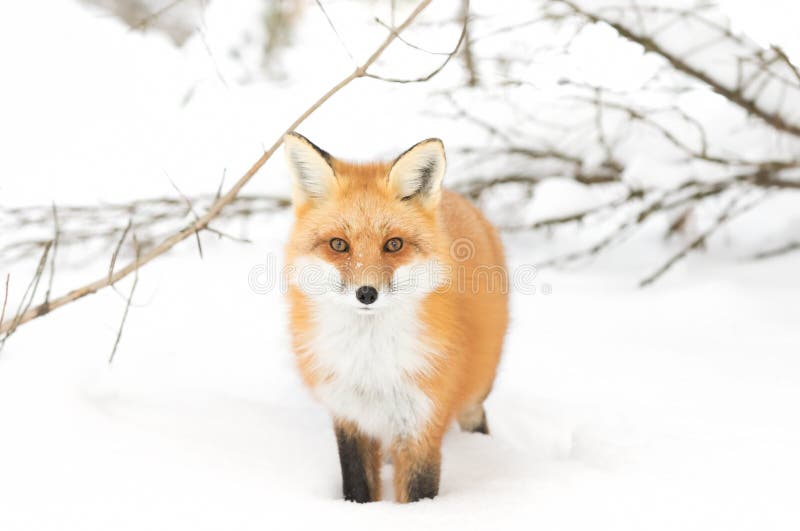 Fox rouge photographie stock libre de droits Fox rouge photographie stock libre de droits