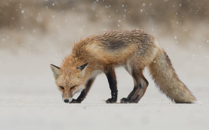 Renard Argente De Bebe Image Stock Image Du Noir Poilu Renard Argente De Bebe Image Stock Image Du Noir Poilu