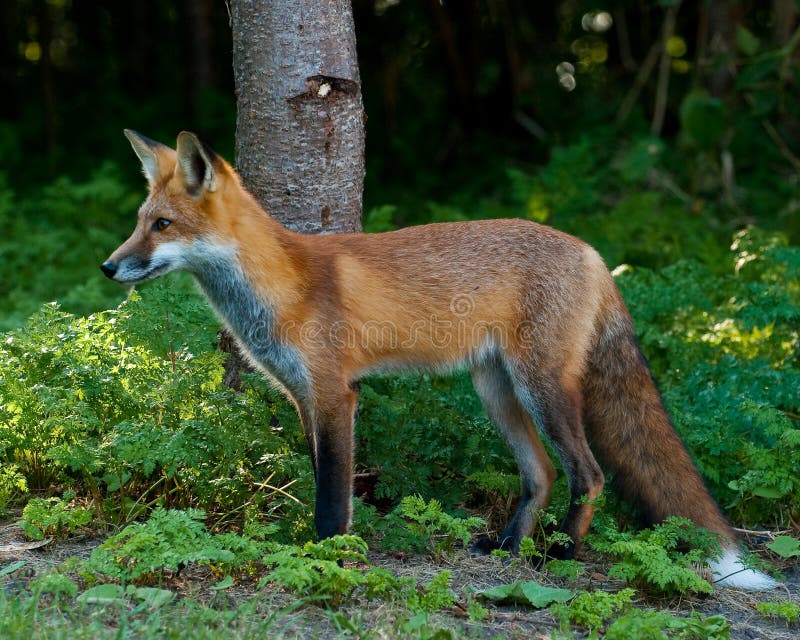 Juvenile Male Red Fox standing in the forest. Juvenile Male Red Fox standing in the forest