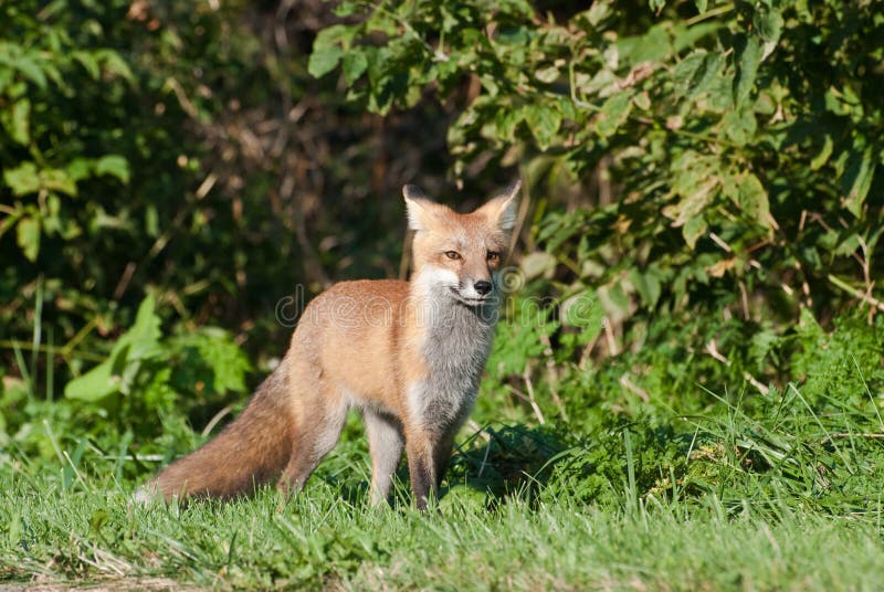 Juvenile Male Red Fox standing on the edge of the forest. Juvenile Male Red Fox standing on the edge of the forest