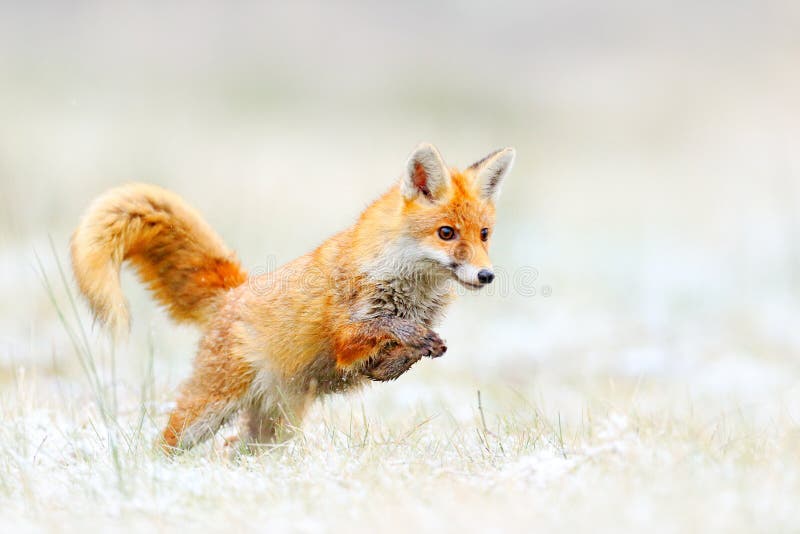 Fox rouge sautant, vulpes de Vulpes, scène de faune de l'Europe Chasse animale de manteau de fourrure orange dans l'habitat de na