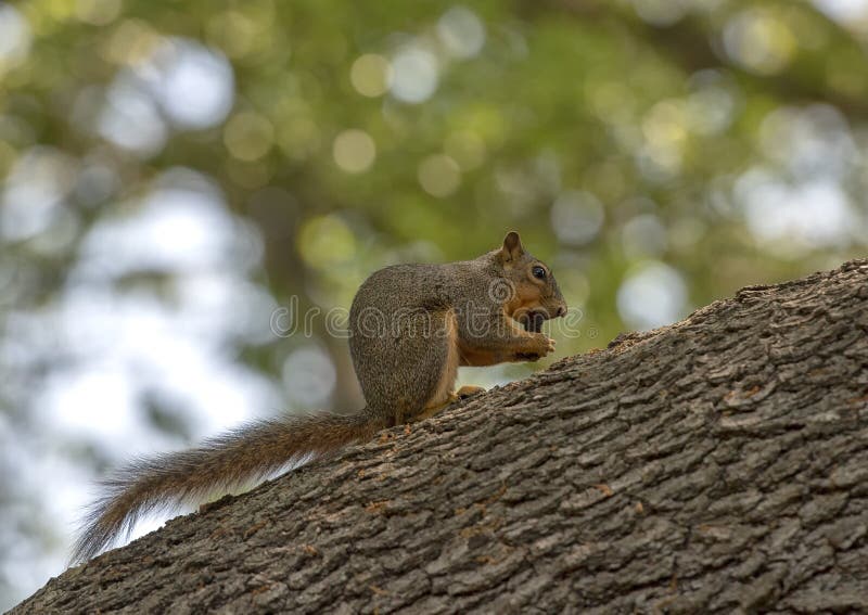 Fox Squirrel on Tree Root, Eating a Nut, Dallas, Texas Stock Image