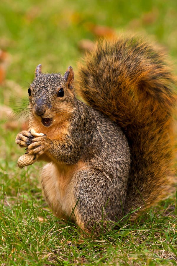 Fox Squirrel Eating A Peanut stock photos
