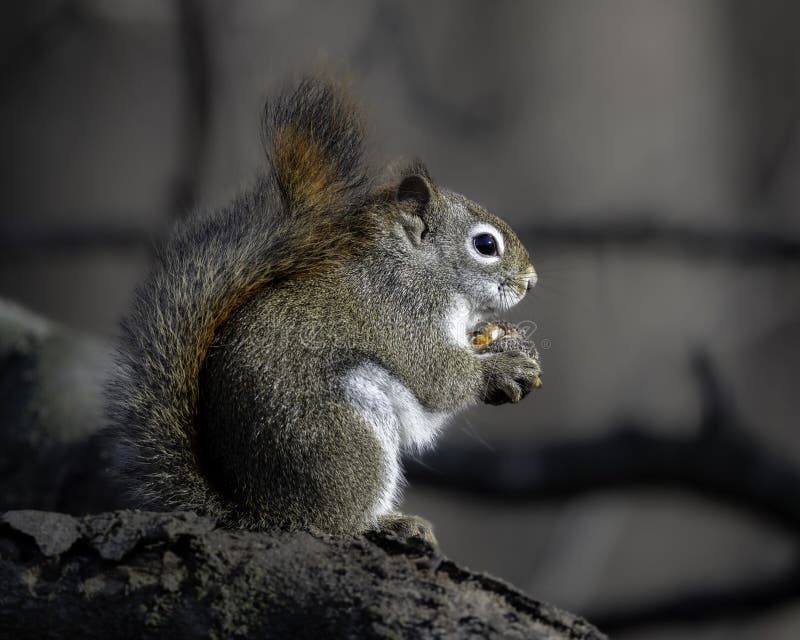 Fox Squirrel eats a nut during a mild winter royalty free stock photography