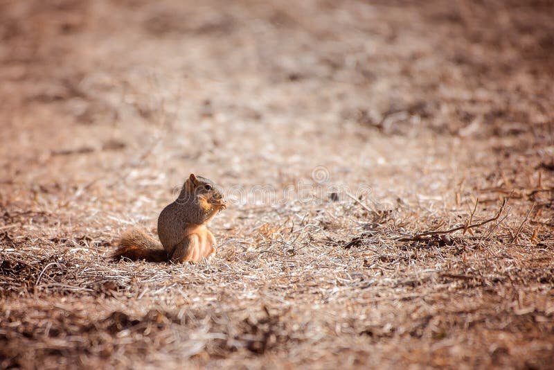 Fox squirrel eats soybeans royalty free stock photos