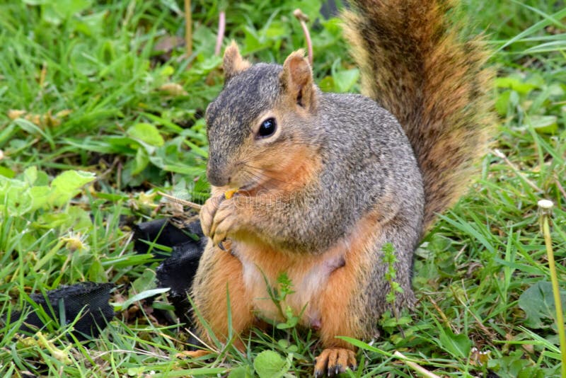 Fox Squirrel Eats Seeds in Grass stock image