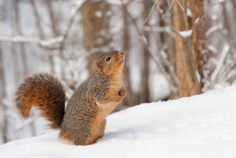 Fox Squirrel (Sciurus niger}