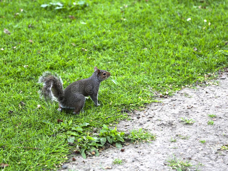 Fox squirrel, sciurus niger, jumping on green grass. Fox squirrel, sciurus niger, dark brown-black with a bushy tail jumping on green grass royalty free stock image Fox squirrel, sciurus niger, jumping on green grass. Fox squirrel, sciurus niger, dark brown-black with a bushy tail jumping on green grass royalty free stock image