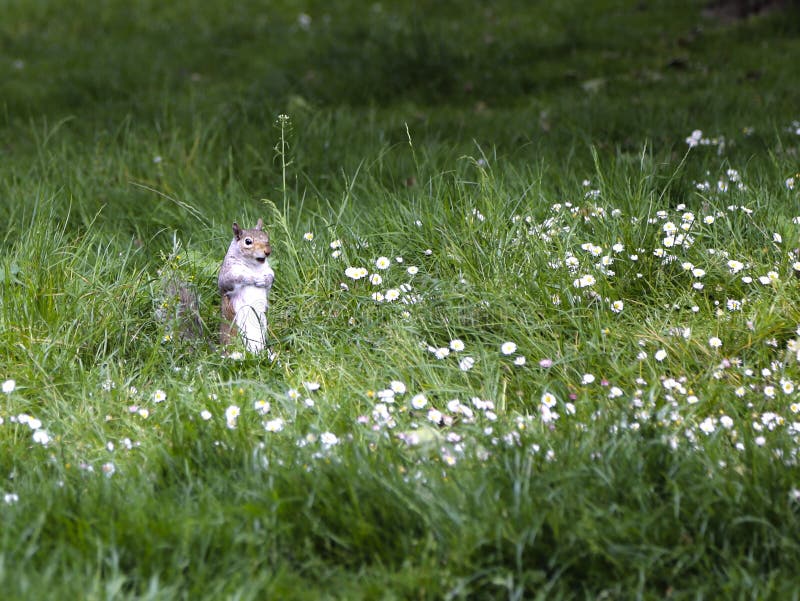 Fox squirrel, sciurus niger, jumping on green grass. Fox squirrel, sciurus niger, dark brown-black with a bushy tail jumping on green grass royalty free stock images Fox squirrel, sciurus niger, jumping on green grass. Fox squirrel, sciurus niger, dark brown-black with a bushy tail jumping on green grass royalty free stock images