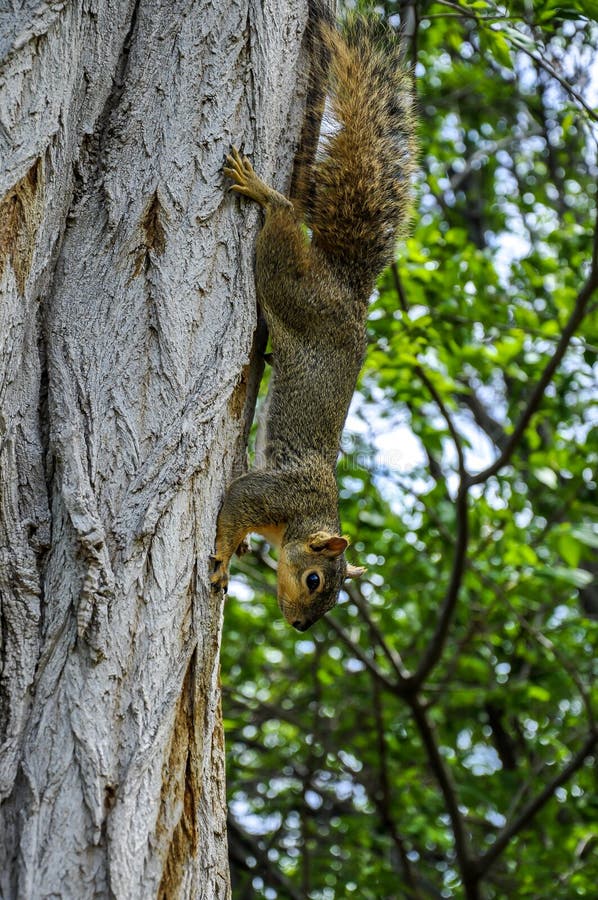 Fox squirrel on tree trunk climbing down in Lewiston, Idaho. Fox squirrel on tree trunk climbing down in Lewiston, Idaho