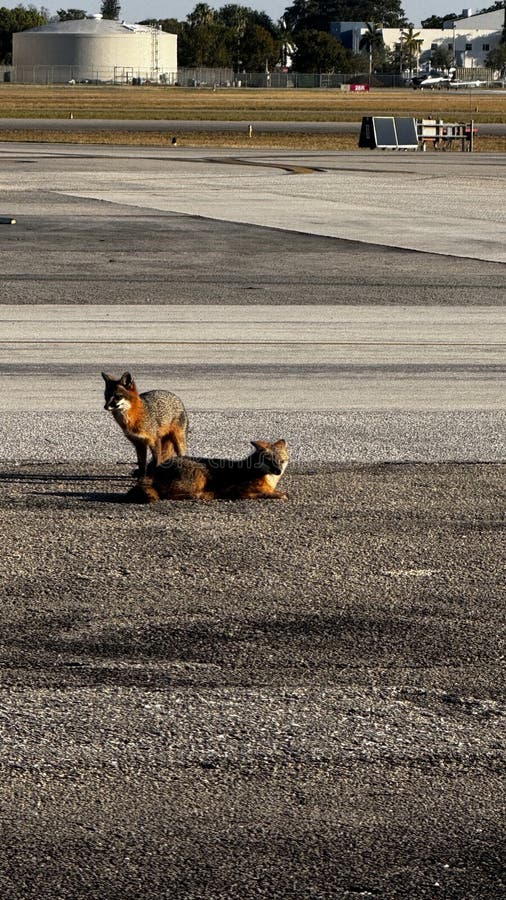 Fox taking sunbath on airport