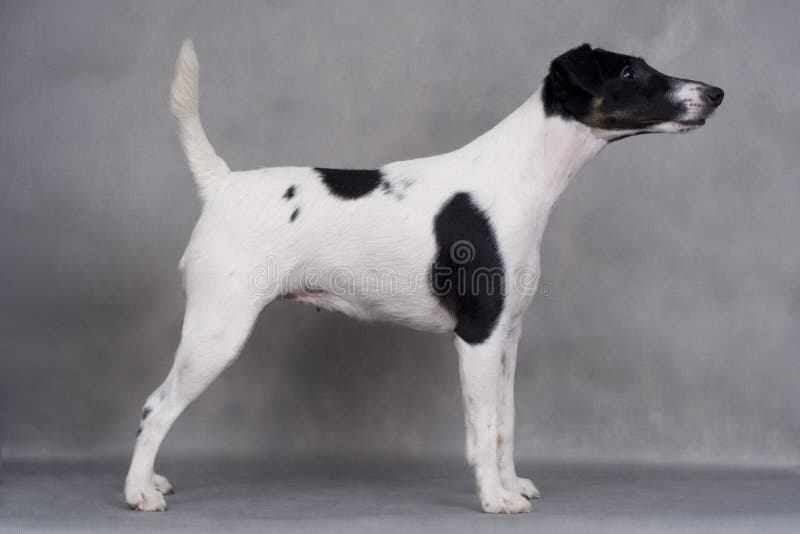 Fox terrier