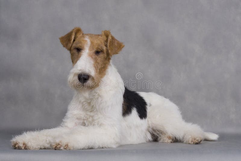 Fox terrier stock photo. Image of cute, affectionate 13795750