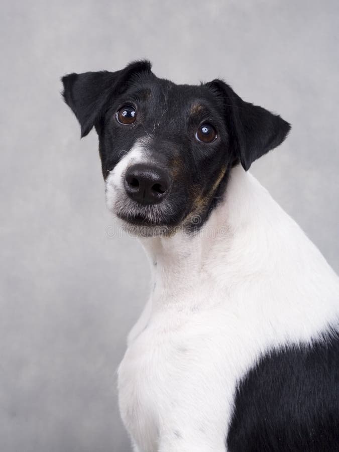 Fox terrier stock photo. Image of portrait, affectionate 13806398