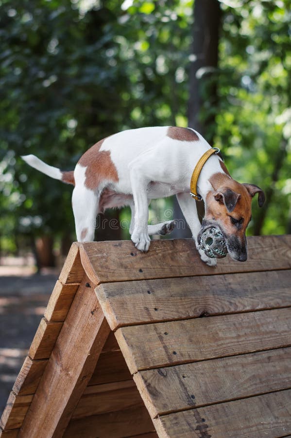 Dog catches the ball stock image. Image of cynologists 9546925