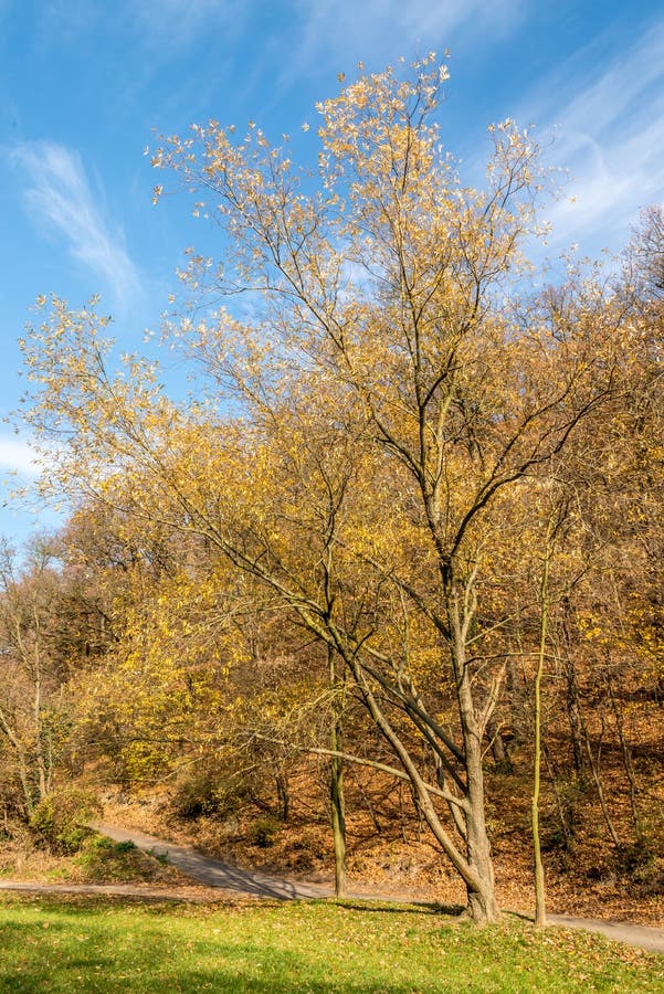 Líščie údolie v Bratislave s veľkým dubom v novembri