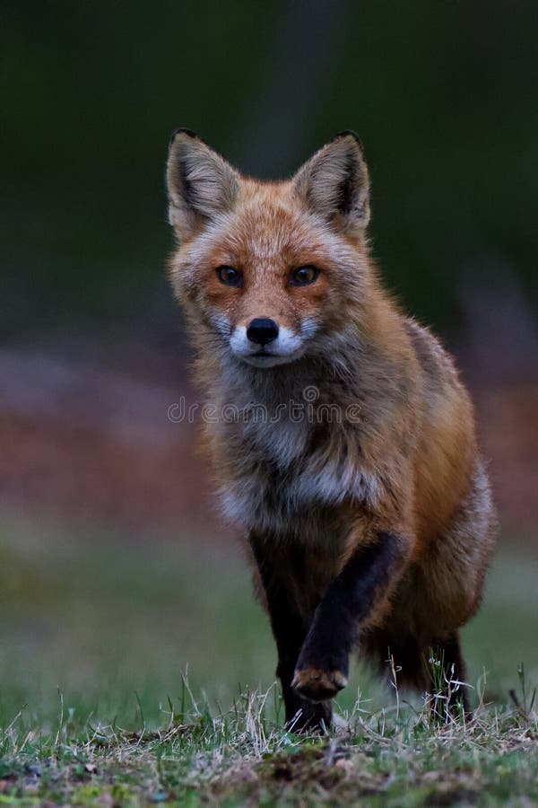 Fox-Verfolgung lizenzfreie stockbilder Fox-Verfolgung lizenzfreie stockbilder