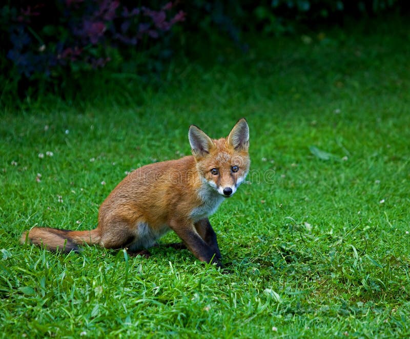 Fox vermelho Cub