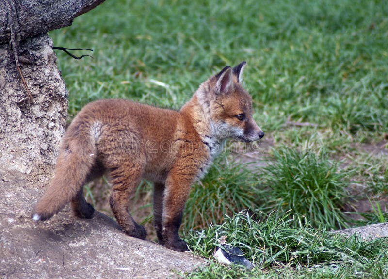 Fox vermelho Cub