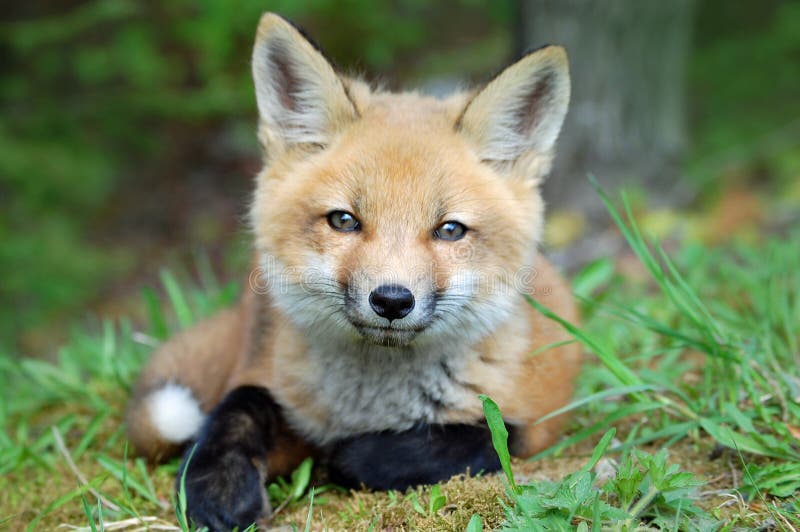 Fox vermelho do bebê foto de stock royalty free Fox vermelho do bebê foto de stock royalty free
