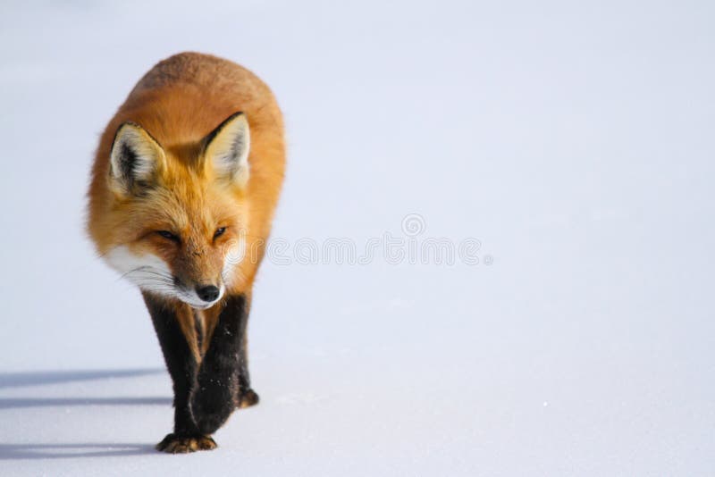 Fox vermelho na neve