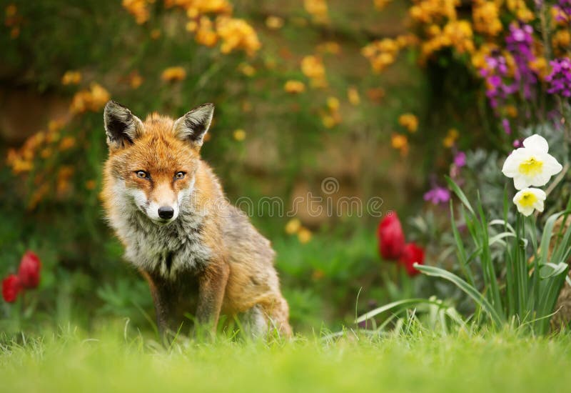 Fox vermelho que senta-se entre flores da mola fotos de stock Fox vermelho que senta-se entre flores da mola fotos de stock