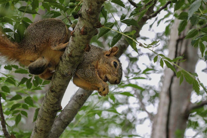 Big male fox squirrel in tree after stealing peanuts. Big male fox squirrel in tree after stealing peanuts.