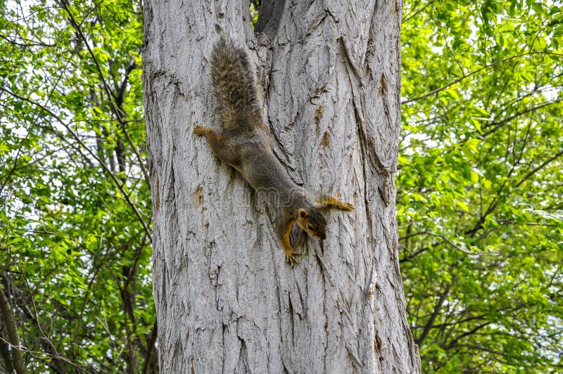 Fox squirrel on tree trunk climbing down in Lewiston, Idaho. Fox squirrel on tree trunk climbing down in Lewiston, Idaho