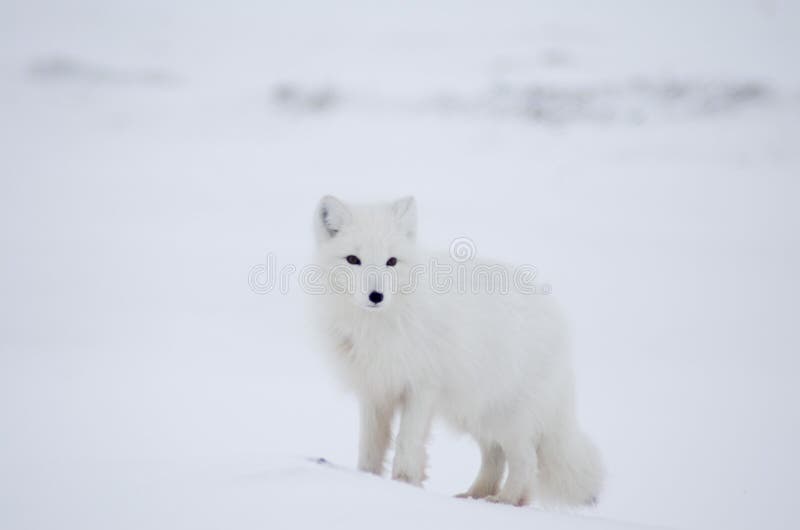 Fox ártico