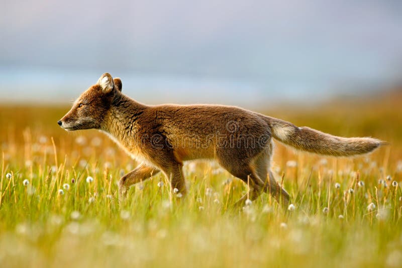 Fox ártico, lagopus do Vulpes, no habitat da natureza Fox no prado com flores, Svalbard da grama, Noruega Animal bonito no blo