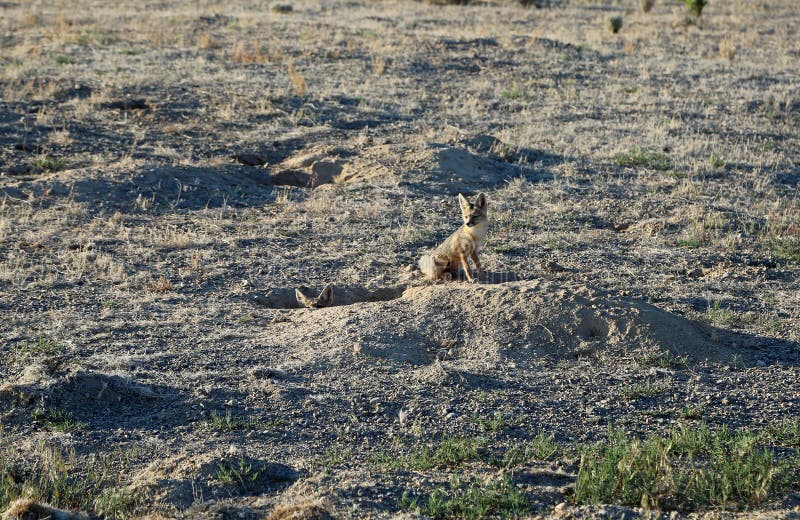 Kit fox in Nevada desert stock photo. Image of nature 232206760