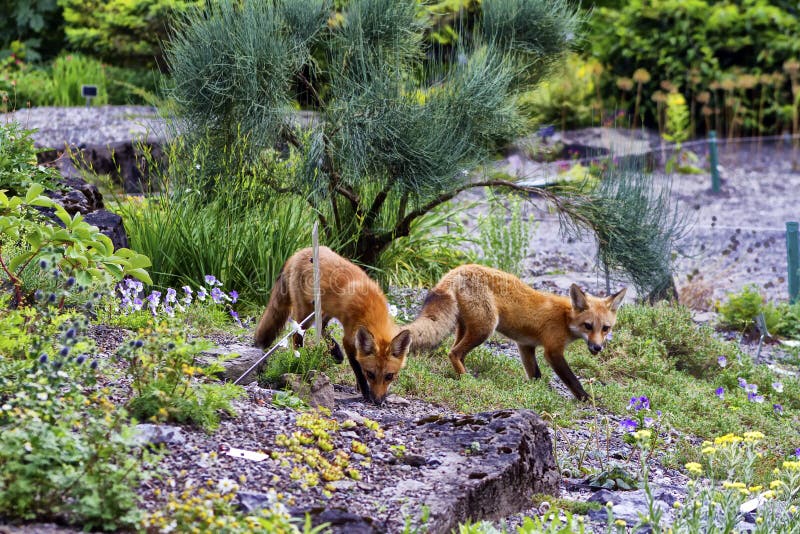 Foxes