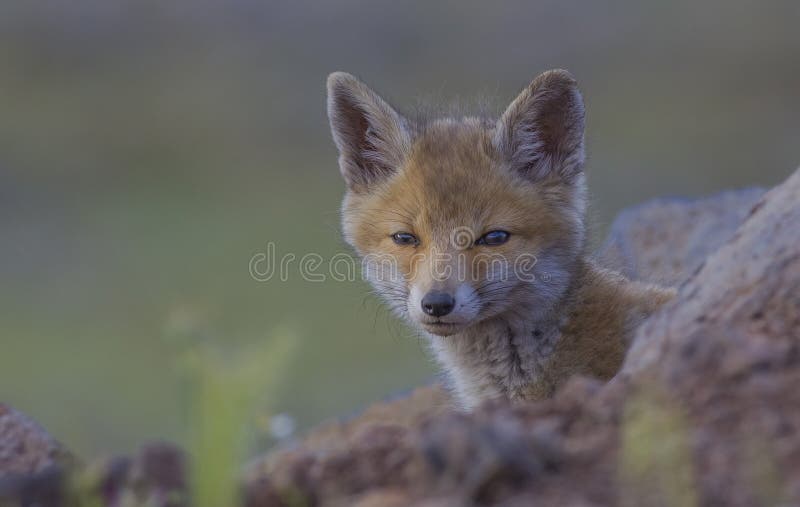 Red Foxes Vulpes vulpes royalty free stock photo