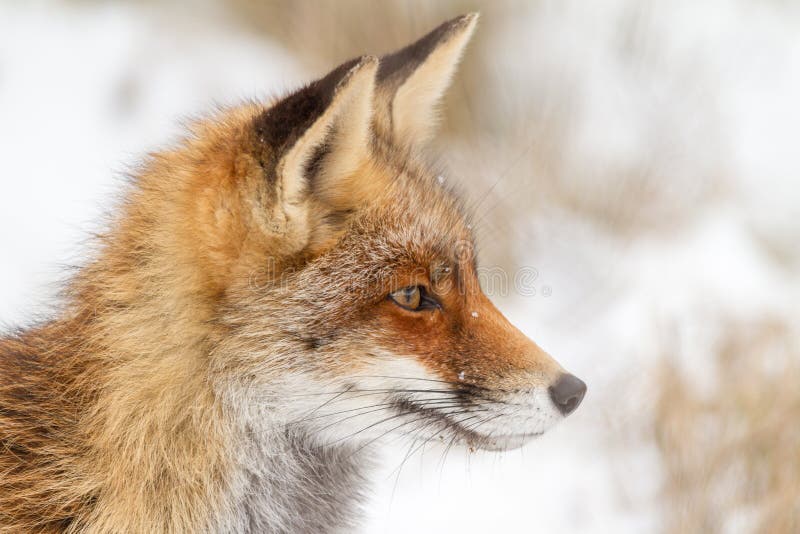 Foxes on watch stock image. Image of nature, vulpes, canine - 32222443