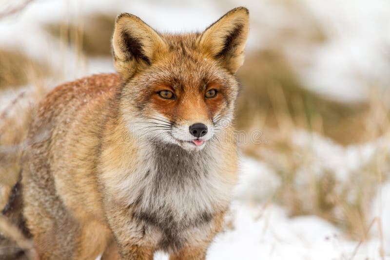 Foxes on watch stock image. Image of animal, brown, tail - 32222451 Foxes on watch stock image. Image of animal, brown, tail - 32222451