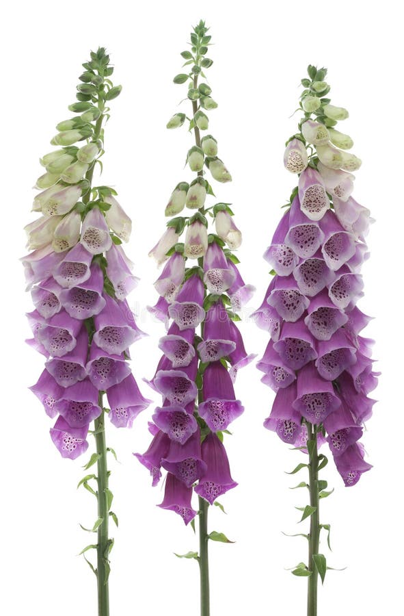 Foxglove imagen de archivo libre de regalías