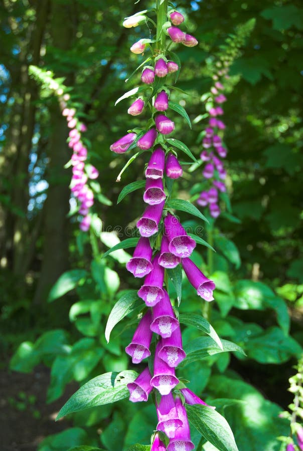 foxglove fotografering för bildbyråer foxglove fotografering för bildbyråer