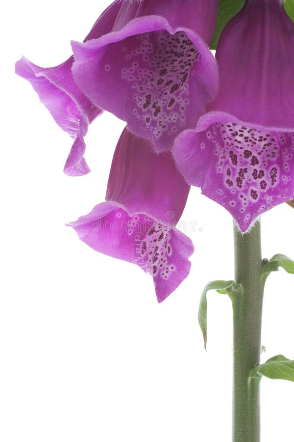 foxglove arkivbilder foxglove arkivbilder