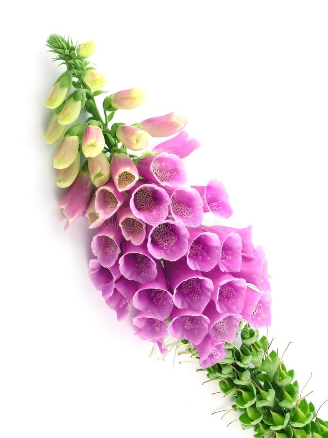 foxglove fotografering för bildbyråer foxglove fotografering för bildbyråer
