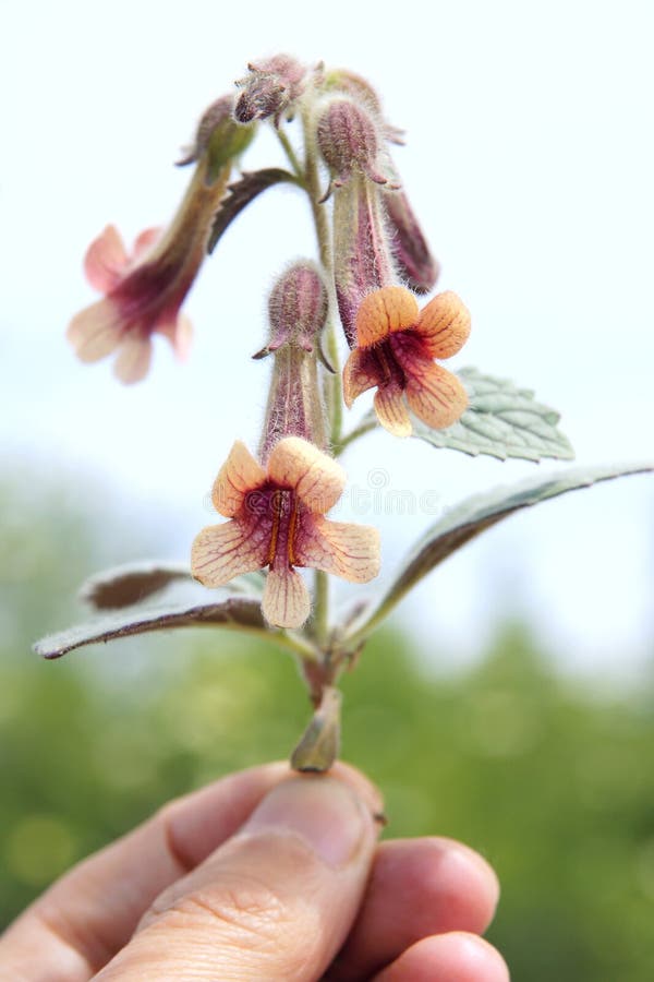 foxglove fotografering för bildbyråer foxglove fotografering för bildbyråer