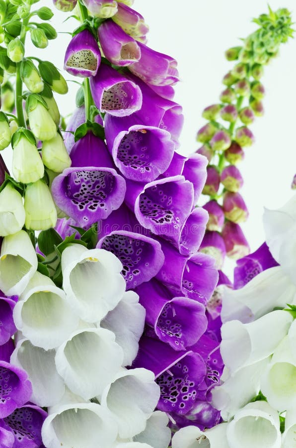 foxglove arkivbilder foxglove arkivbilder