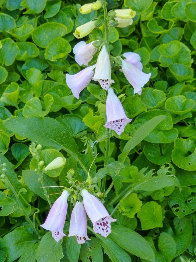 foxglove arkivfoton foxglove arkivfoton