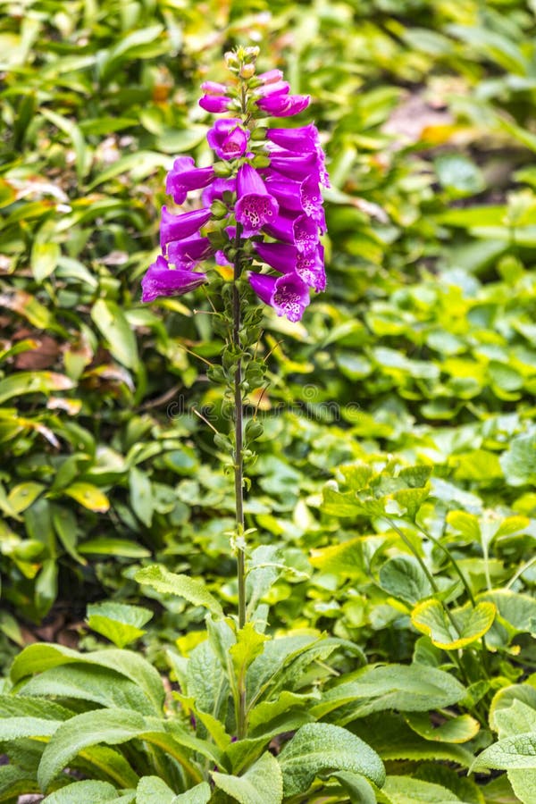 foxglove royaltyfri foto foxglove royaltyfri foto