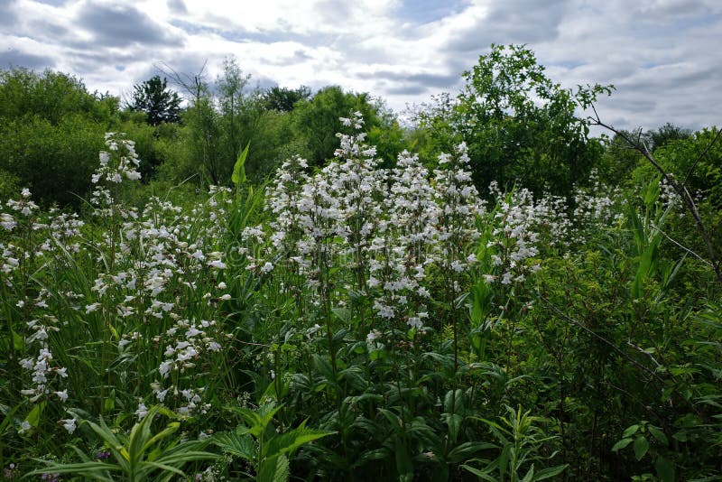 Foxglove beardtongue is a species of flowering plant in the plantain family Plantaginaceae.