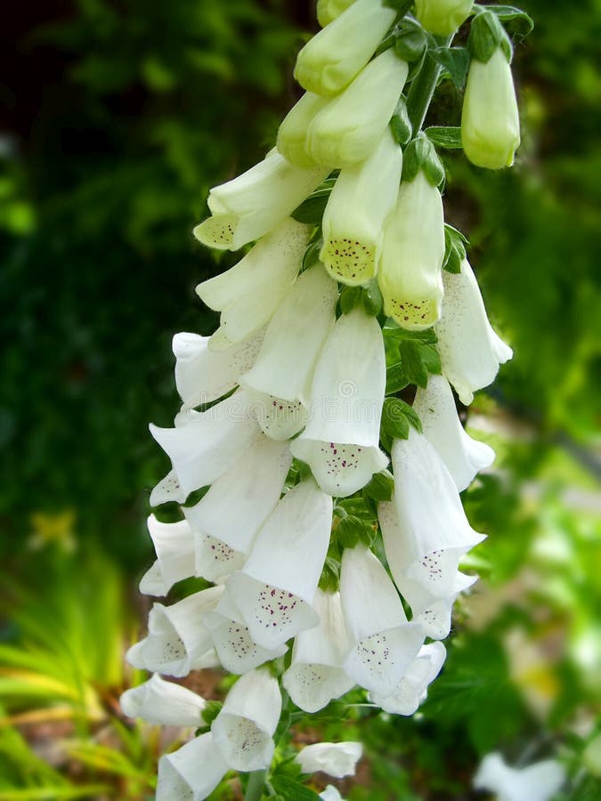 Foxglove branco foto de stock royalty free Foxglove branco foto de stock royalty free