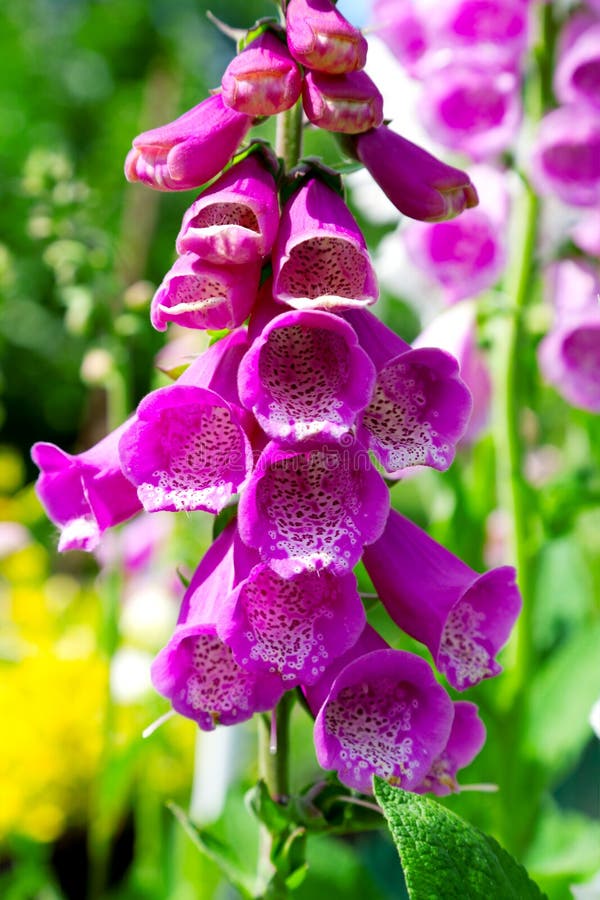 Purple foxglove flower or Digitalis in the garden