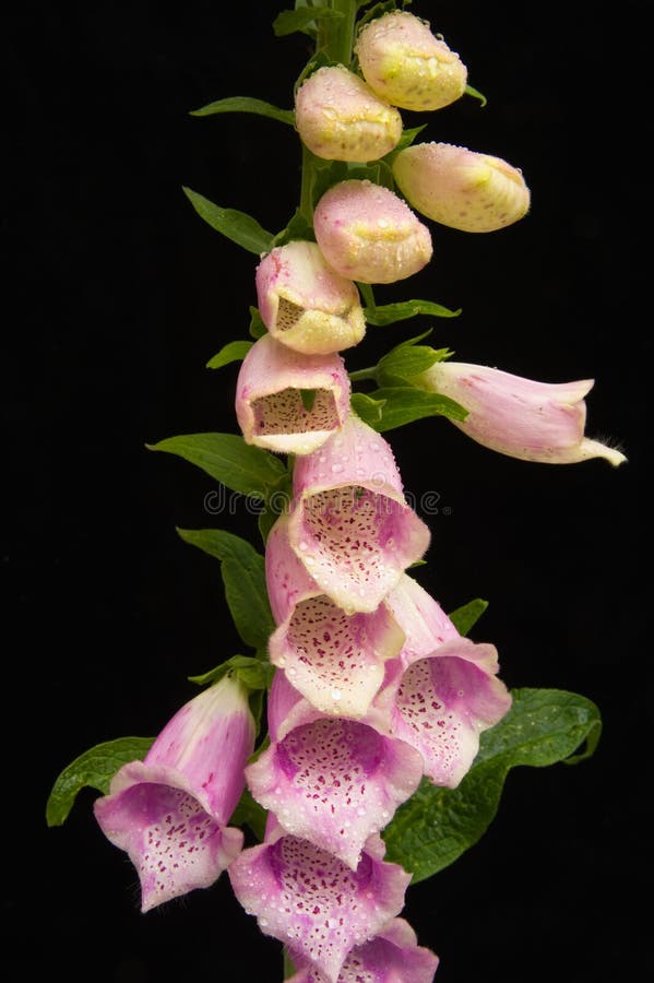 Foxglove flowers on black.