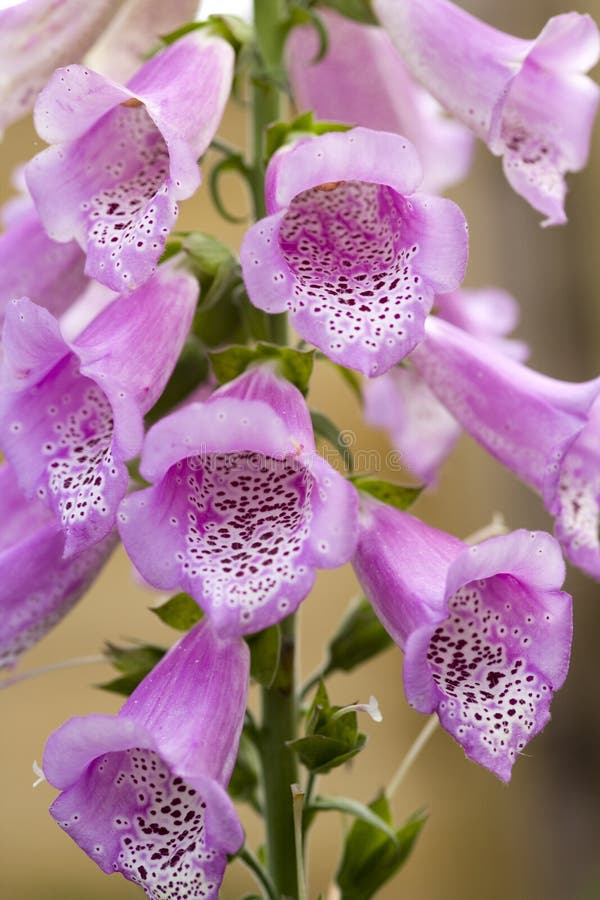 Foxglove stock image. Image of bloom, gardening, close 159244747