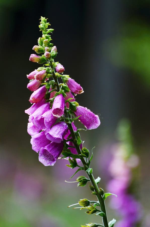 Foxglove ultra violet, ktorý kvitne na lúke v lete, detail kvetu.